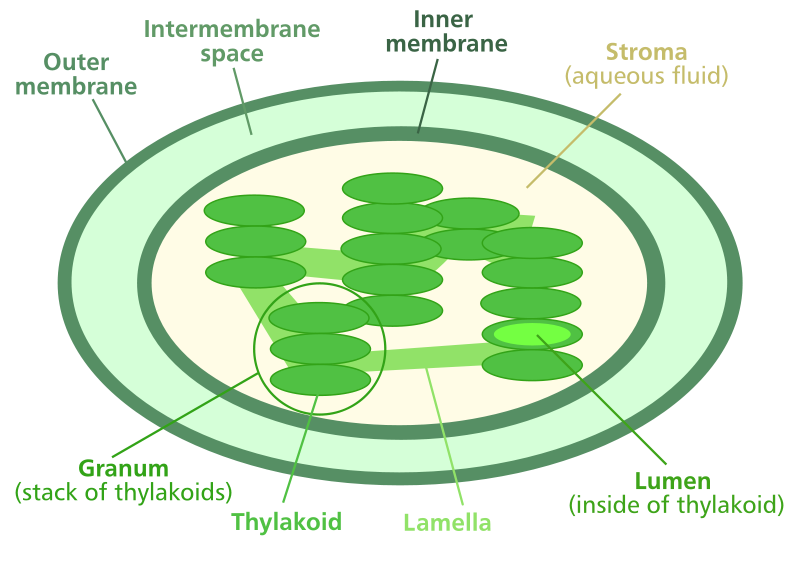 Chloroplast