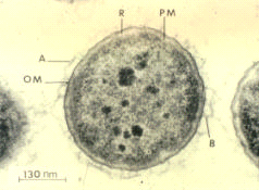 Aeromonas
        salmonicida