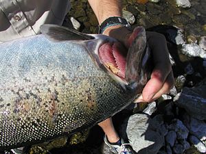 Columnanris
        in a chinook salmon.