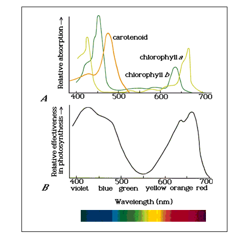 Action spectrum of chlorophyll