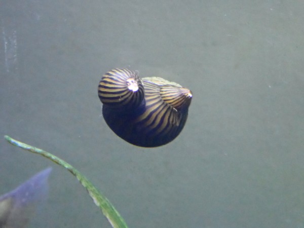 Nerite snails