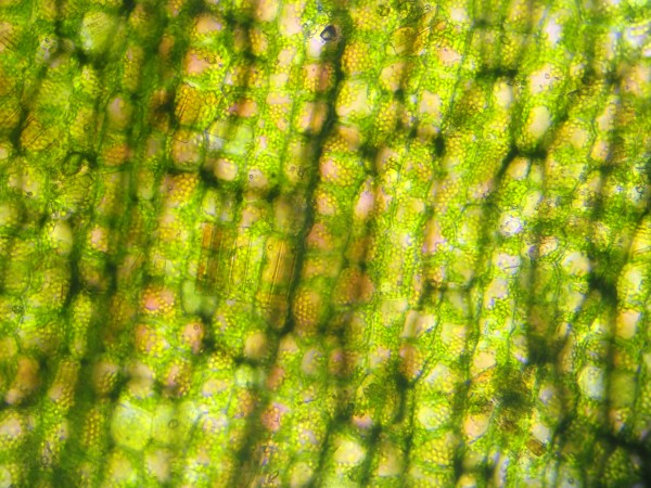 Vallisneria chloroplasts