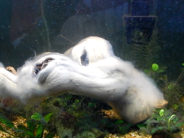 white slime on driftwood